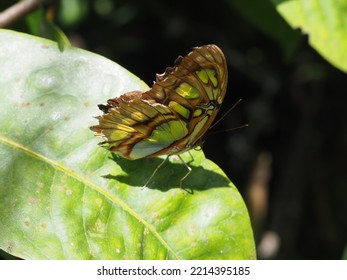 Butterfly Sanctuary Garden In Costa Rica