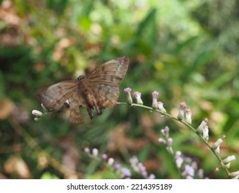 Butterfly Sanctuary Garden In Costa Rica