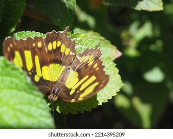 Butterfly Sanctuary Garden In Costa Rica