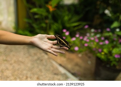 Butterfly Sanctuary Mariposario Jardin Magico, Home To Over 3,000 Butterflies