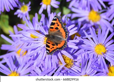 Butterfly Sat Upon Purple Flowers