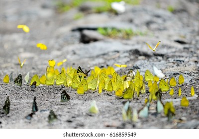 Butterfly In A Savannah, Baluran National Park Indonesia