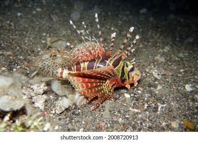 Poisson Images Stock Photos Vectors Shutterstock