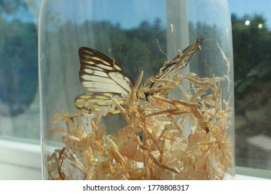  Butterfly In See Thru Glass Container 