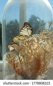  Butterfly In See Thru Glass Container 