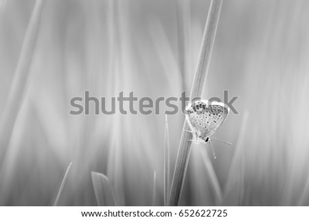 Similar – Image, Stock Photo Heart of a grain in a barley field