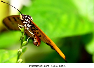 Butterfly Shot In Coney Island, Singapore