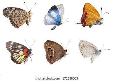 Butterfly Side View Collection Isolated