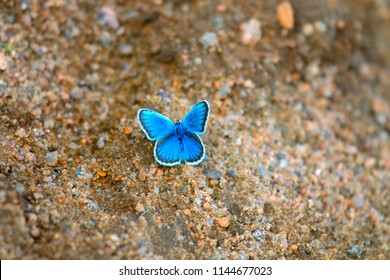 Butterfly silver-studded blue (Lycaena argus, Plebeius argus) sucks moisture on wet varicolored sand, celestial butterfly