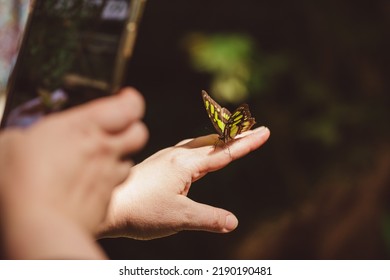 Butterfly Siproeta Stelenes On Hand