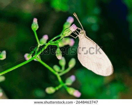 A butterfly sips nectar from tiny flowers (honey edited)