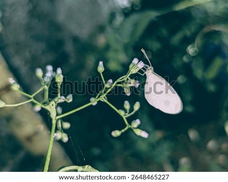 A butterfly sips nectar from tiny flowers (edited)✨