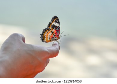 The Butterfly Sit On A Hand.
