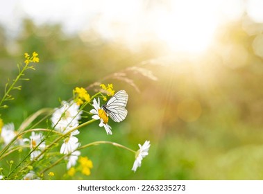 butterfly sits on a chamomile close-up on a meadow in summer