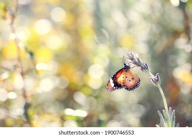 Butterfly sits on a flower in the forest.