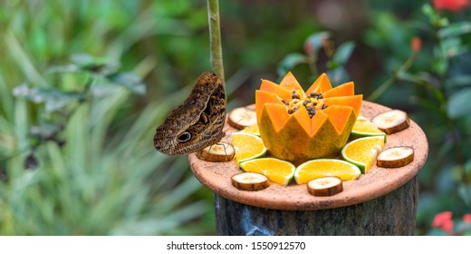 Royalty Free Butterfly Feeder Stock Images Photos Vectors