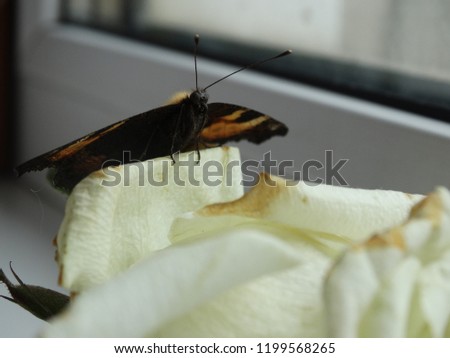 butterfly sits on a window with a white rose
