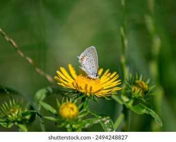 A butterfly sits on a yellow dandelion flower and collects Taraxacum nectar. Polyommatus icarus has a cute face and its white wings are decorated with black speckles. - Powered by Shutterstock