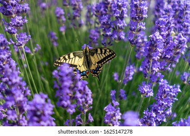 Butterfly sitting in a field of Lavender