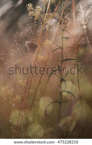 Similar – Grasses, plants and flowers in a field backlit by the evening sun