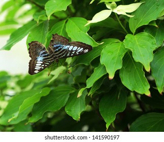 Butterfly Sitting On Bush