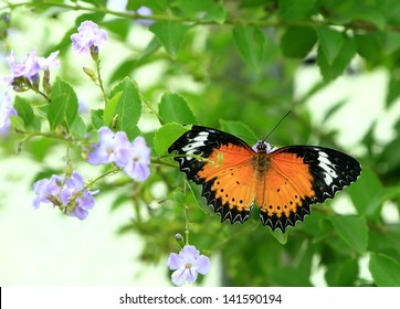 Butterfly Sitting On Flower