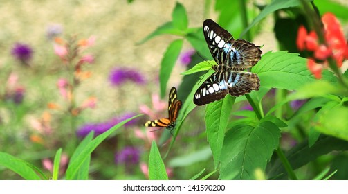 Butterfly Sitting On Flower