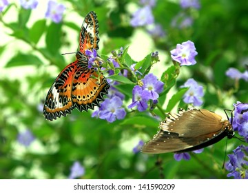 Butterfly Sitting On Flower