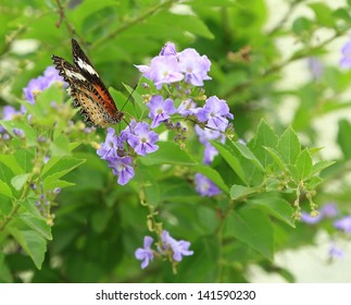 Butterfly Sitting On Flower