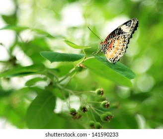 Butterfly Sitting On Flower