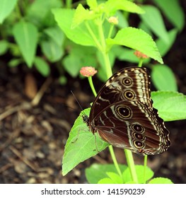 Butterfly Sitting On Flower