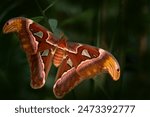 Butterfly sitting on the green leave in the nature habitat. Giant Atlas Moth-aka, Attacus atlas habitat. Big butterfly in tropic forest, India wildlife. Beautiful insect in gree jugle vegetation. 