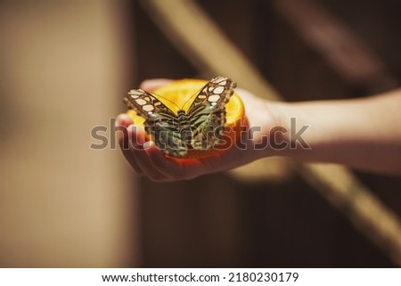 Butterfly sitting on the hand of a child. Close up of several beautiful vivid brown and blue tropical rainforest butterflies eating fruits in butterfly garden. A butterfly feeds on a tangerine.
