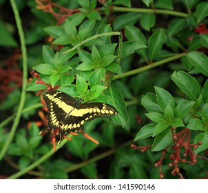 Butterfly Sitting On Plant