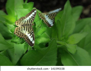 Butterfly Sitting On Plant