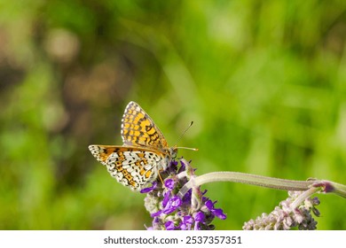 A butterfly is sitting on a purple flower. The butterfly is brown and white - Powered by Shutterstock