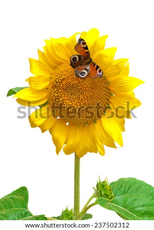 Butterfly sitting on a sunflower isolated on a white background. vertical photo.