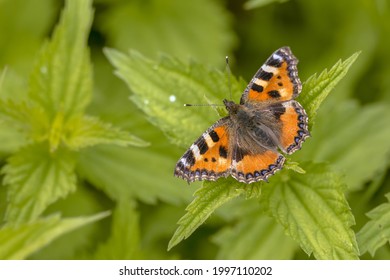 Butterfly Small tortoiseshell (Aglais urticae) on Common Nettle (Urtica dioica) host plant for this species of insect. Butterfly scene of nature in Europe. The Netherlands.