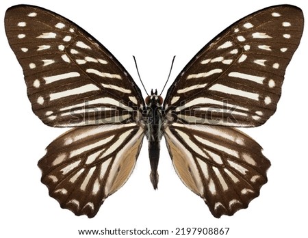 Butterfly species Graphium macareus, trivial name: lesser zebra 