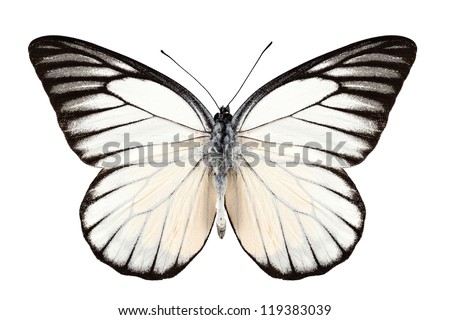 Butterfly species Prioneris philonome isolated on white background