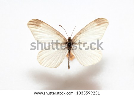 Butterfly specimen korea,Leptidea amurensis,Female