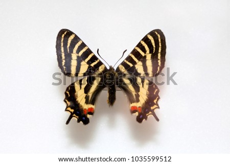 Butterfly specimen korea,Luehdorfia puziloi,Female