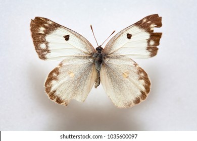 Butterfly Specimen Korea,Pieris Dulcinea 