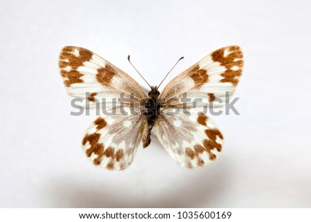 Butterfly specimen korea,Pontia edusa,Female 