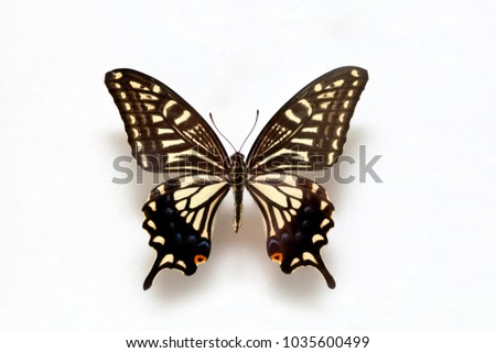 Butterfly specimen korea,Tiger Swallowtail,Female 