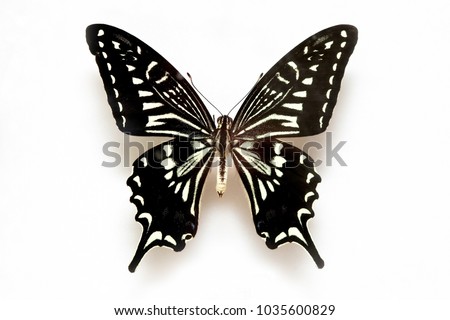 Butterfly specimen korea,Tiger Swallowtail,Male 