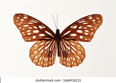 Butterfly specimen on white background  - Shutterstock ID 1666916215