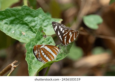Butterfly stays on the leaf