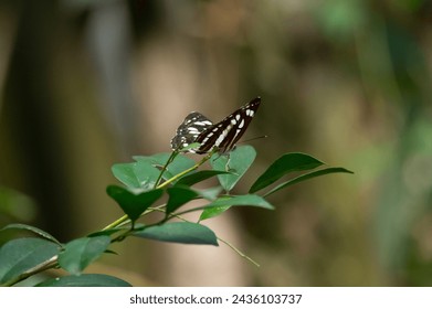 Butterfly stays on the leaf