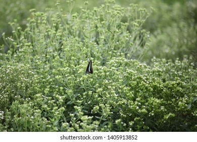 A Butterfly In A Stevia Field 